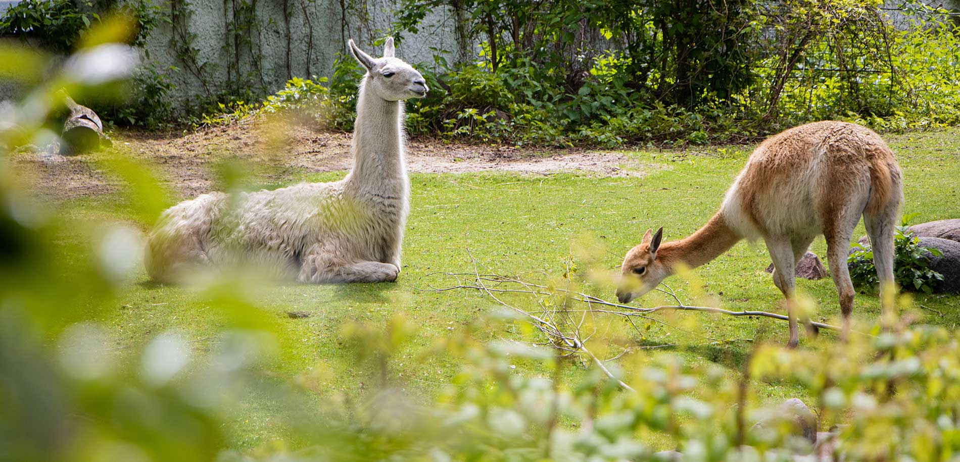 Zoo Arcadia Panorama